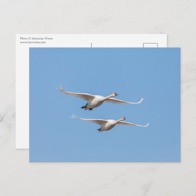 Flying Swans Nature Photo Postcard (Front/Back)