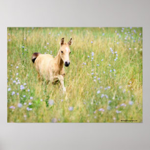 Foal and Flowers Poster