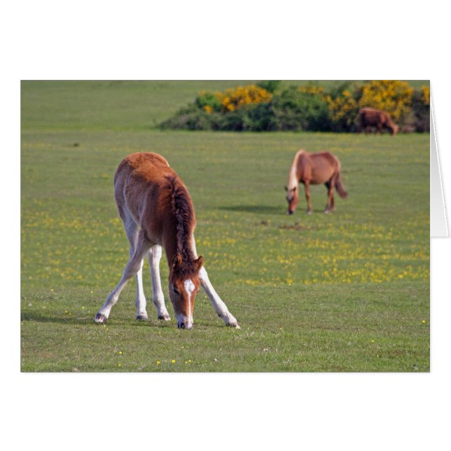 Foal card (Front Horizontal)