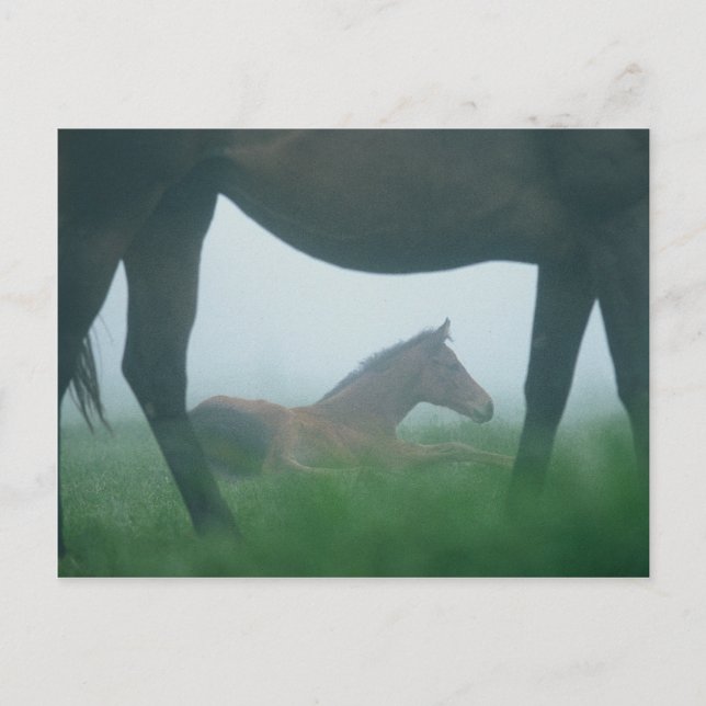 Foal Framed by its Mother Postcard (Front)