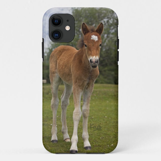 Foal iPhone 5 Case (Back)