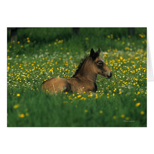 Foal Laying Down in Flowers (Front Horizontal)