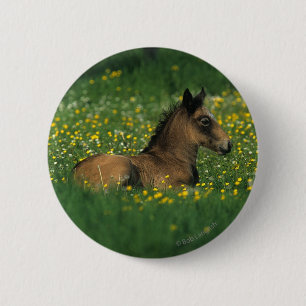 Foal Laying Down in Flowers 6 Cm Round Badge