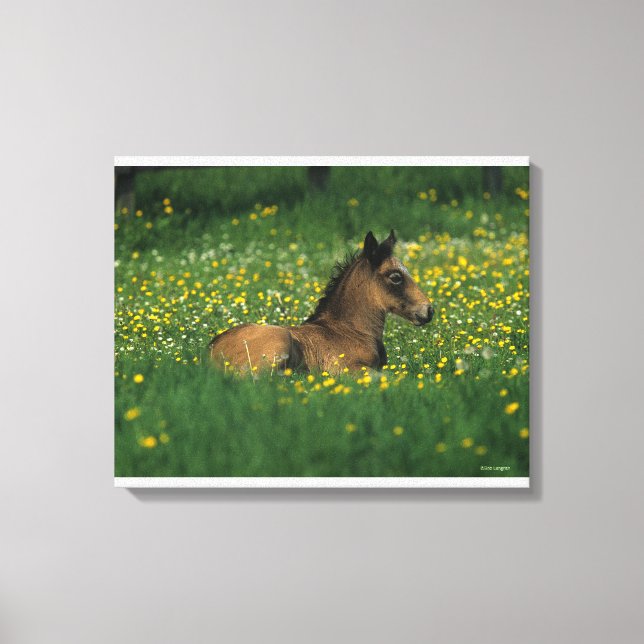 Foal Laying Down in Flowers Canvas Print (Front)