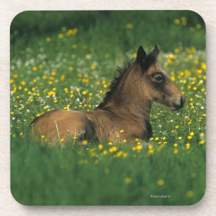 Foal Laying Down in Flowers Coaster