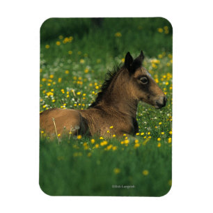 Foal Laying Down in Flowers Magnet
