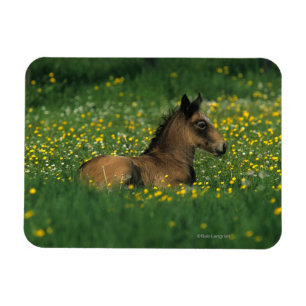 Foal Laying Down in Flowers Magnet