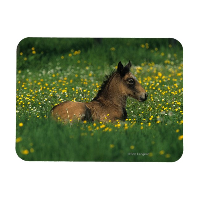 Foal Laying Down in Flowers Magnet (Horizontal)