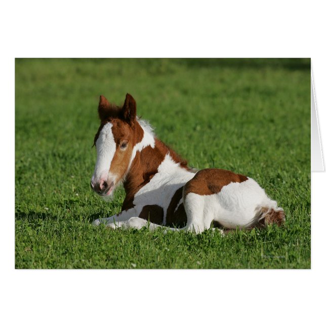 Foal Laying in Grass (Front Horizontal)