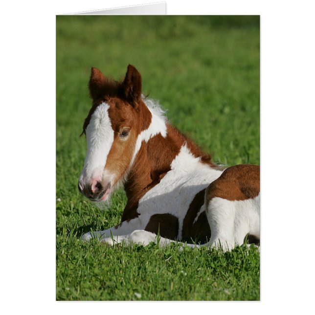 Foal Laying in Grass (Front)
