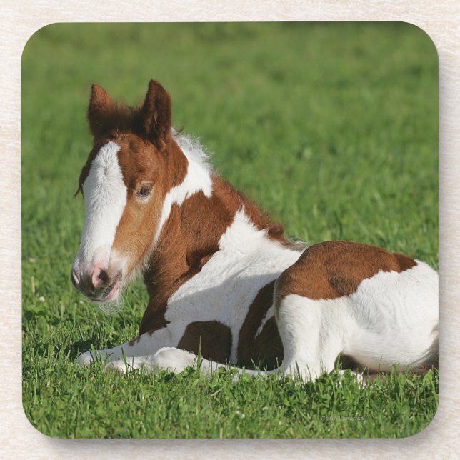 Foal Laying in Grass Coaster (Front)