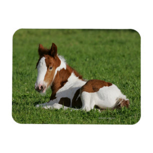Foal Laying in Grass Magnet