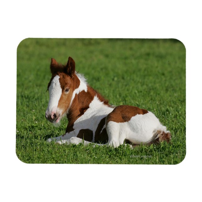 Foal Laying in Grass Magnet (Horizontal)