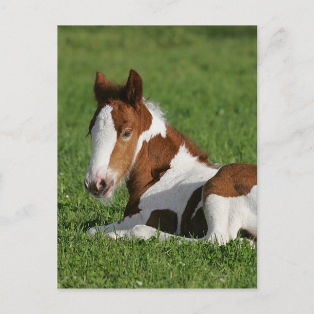 Foal Laying in Grass Postcard (Front)