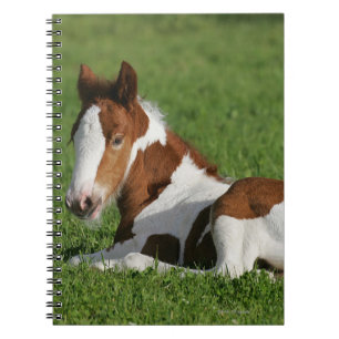 Foal Laying in Grass Spiral Notebook