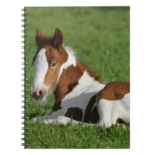 Foal Laying in Grass Spiral Notebook (Front)