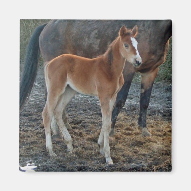 Foal magnet (Front)