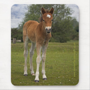 Foal Mousemat