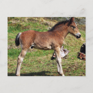 Foal postcard