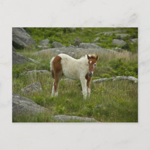 Foal Postcard