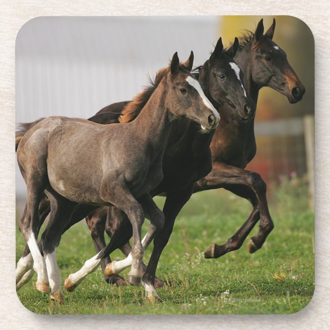 Foal Running Coaster (Front)
