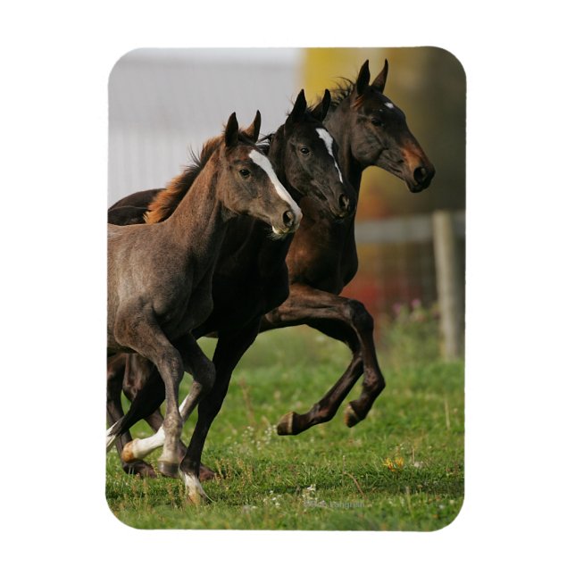 Foal Running Magnet (Vertical)