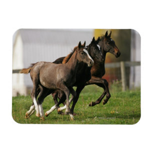 Foal Running Magnet