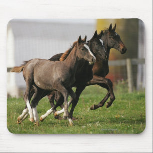 Foal Running Mouse Pad