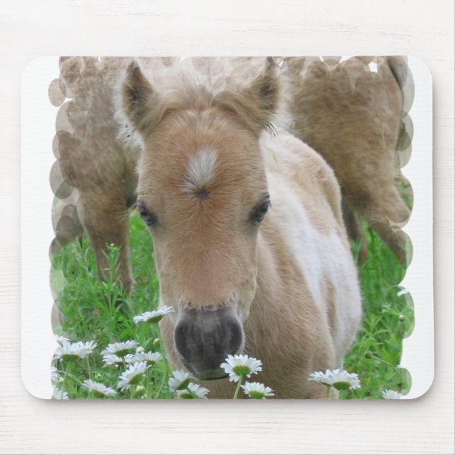 Foal Smelling Daisies Mouse Pad (Front)