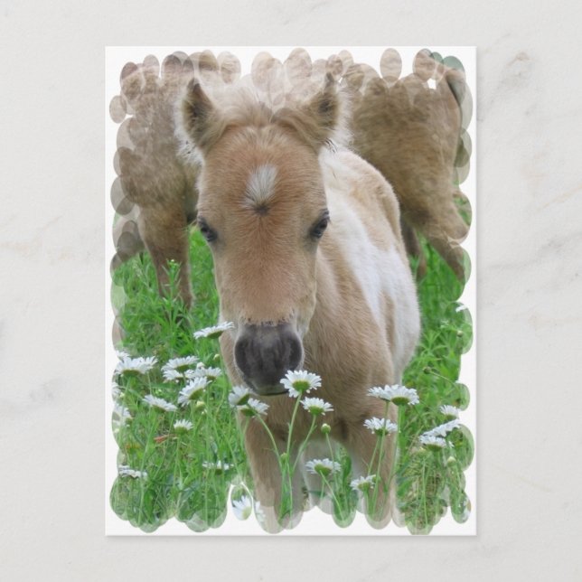 Foal Smelling Daisies Postcard (Front)