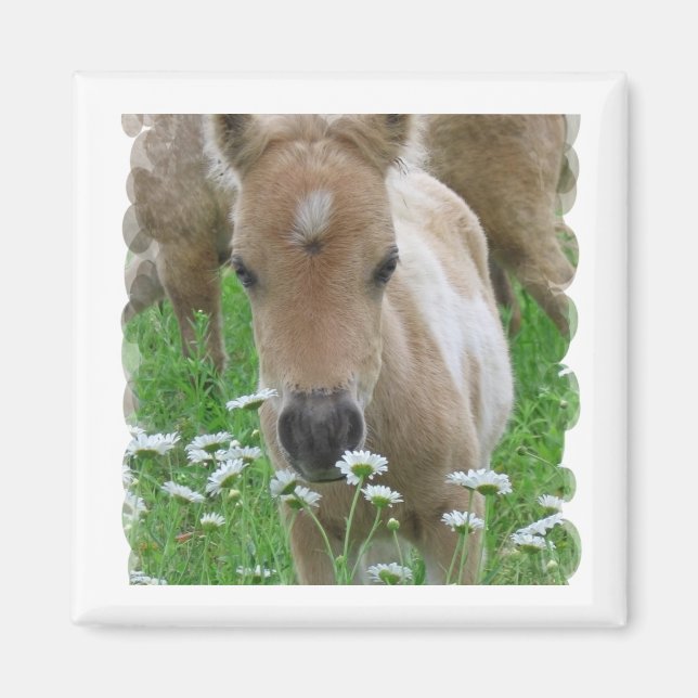Foal Smelling Daisies Square Magnet (Front)