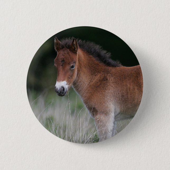 Foal Standing 6 Cm Round Badge (Front)
