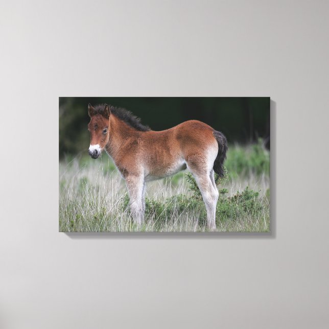 Foal Standing Canvas Print (Front)
