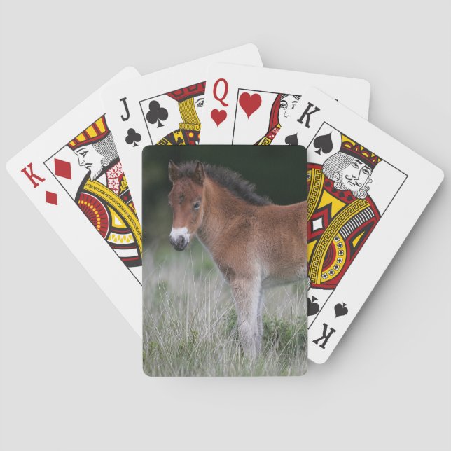 Foal Standing Playing Cards (Back)