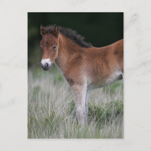 Foal Standing Postcard
