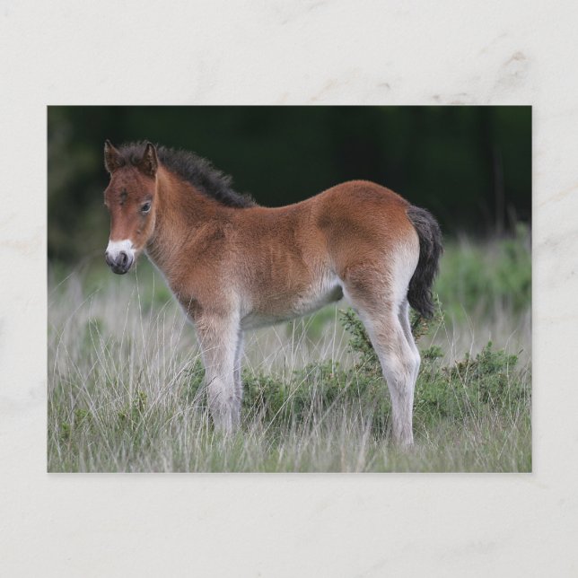 Foal Standing Postcard (Front)