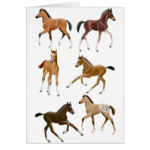 Foals