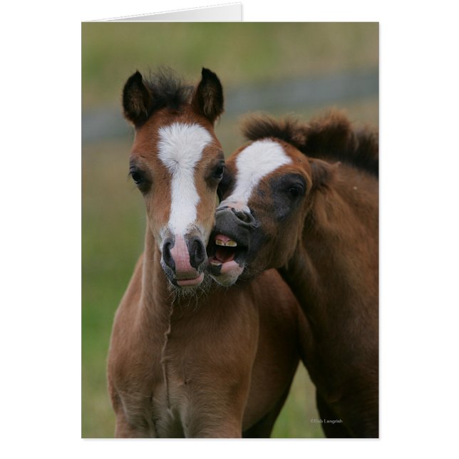 Foals Playing (Front)