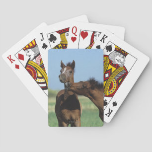 Foals Playing 2 Cards