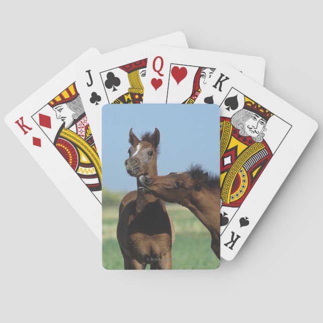 Foals Playing 2 Cards (Back)