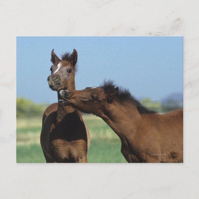 Foals Playing 2 Postcard (Front)