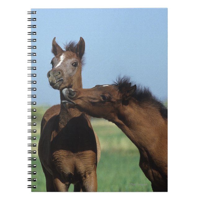 Foals Playing 2 Spiral Notebook (Front)