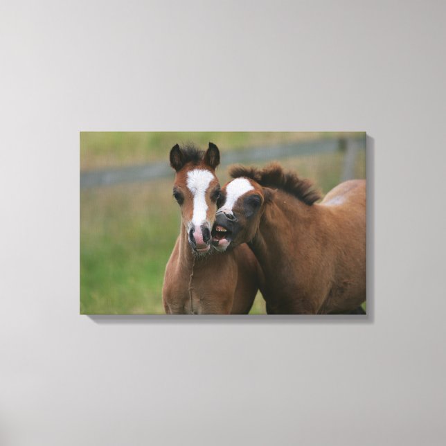 Foals Playing Canvas Print (Front)