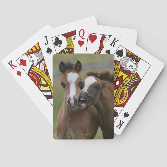 Foals Playing Playing Cards (Back)