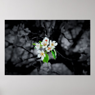 "Focus" Black and white blossom poster