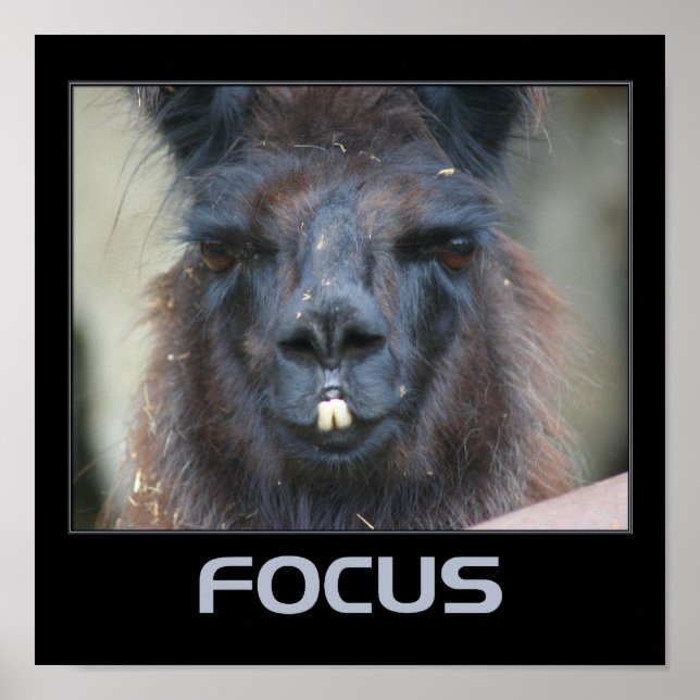 Focus Intense Llama Inspirational Poster (Front)