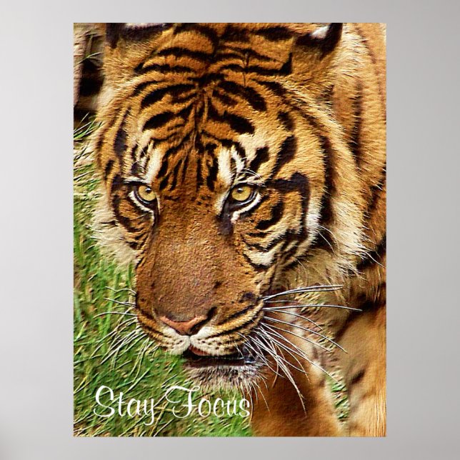 Focus _ Poster (Front)