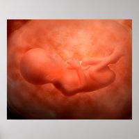 Foetus Development At 24 Weeks