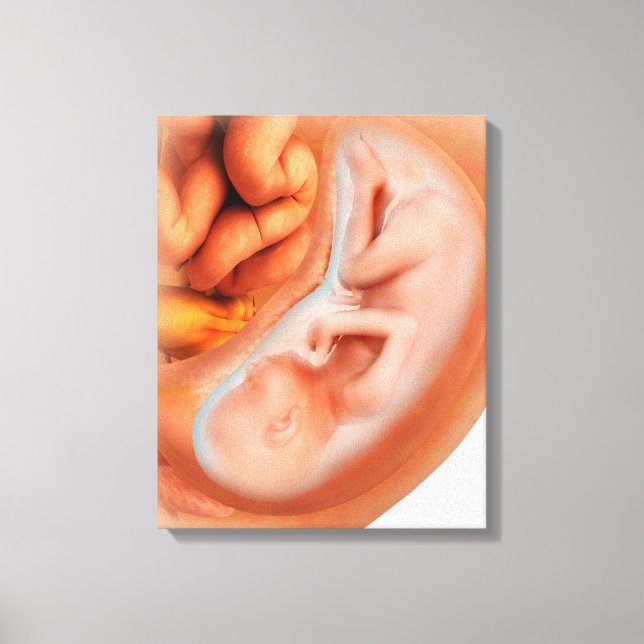 Foetus Development At 36 Weeks Canvas Print (Front)