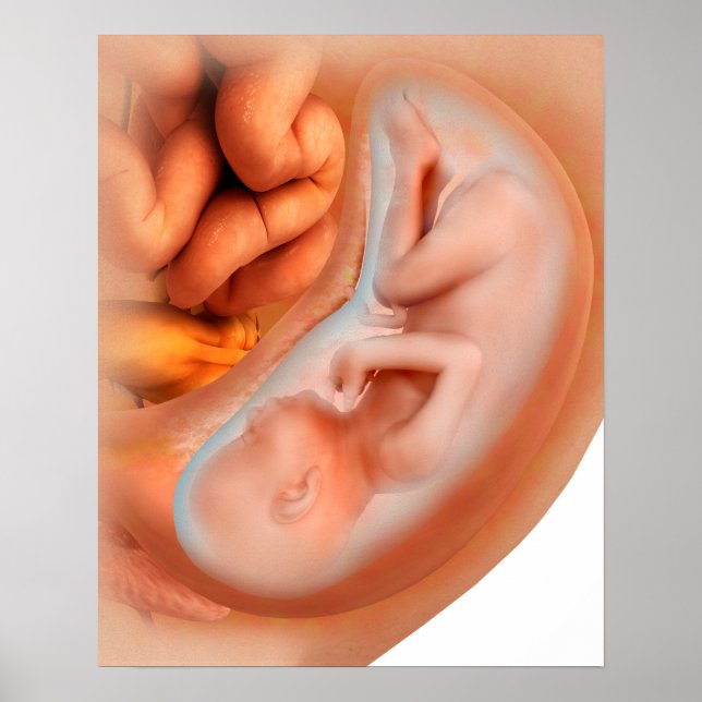 Foetus Development At 36 Weeks Poster (Front)